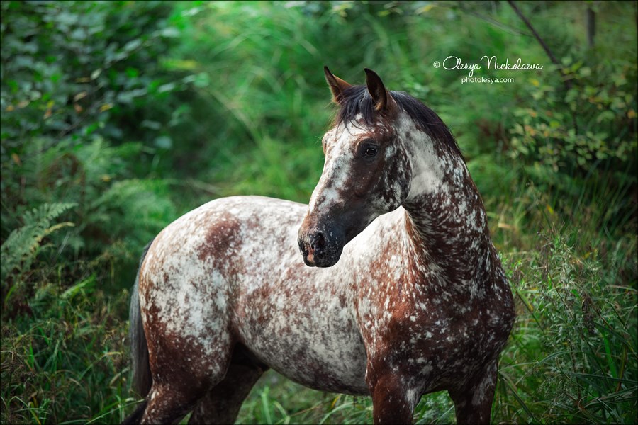 stallion Ho-Ho cross between Andaluzian and Appaloosa horses